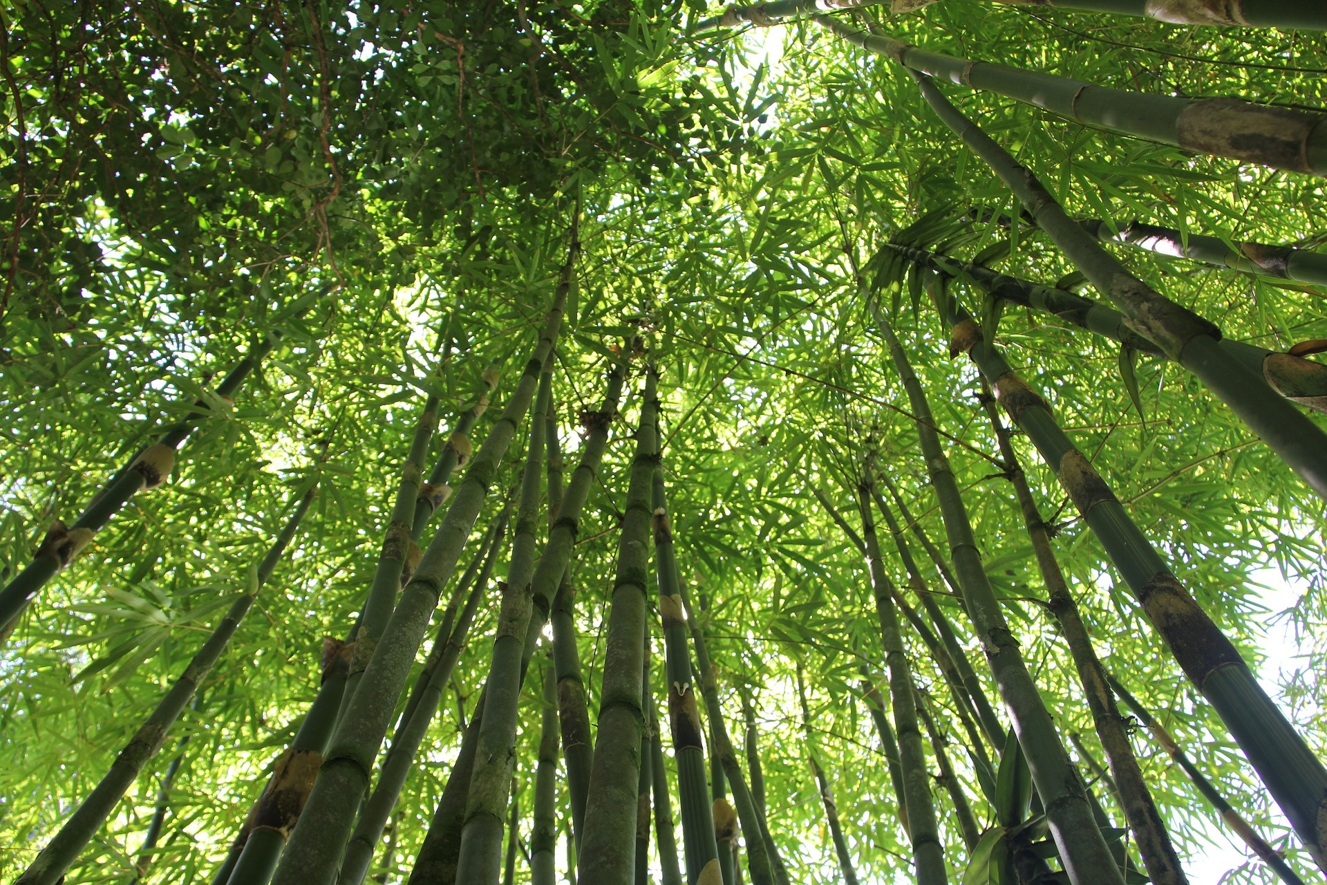 tunnel di bambu